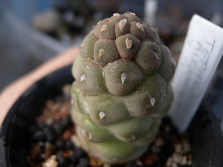 Tephrocactus geometricus