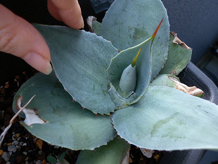 agave pygmaea
