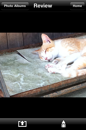 猫猫