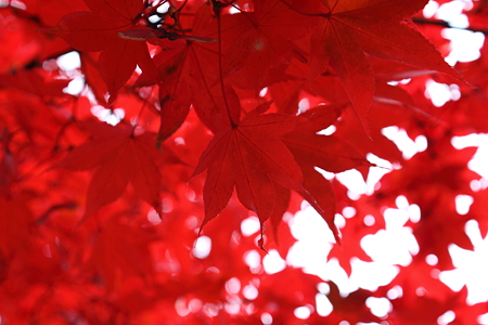 燃えるような紅葉