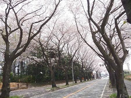 110411-海軍道路 (91)