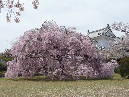 110417-姫路城 (193)