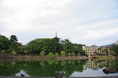 興福寺を望む（猿沢の池）