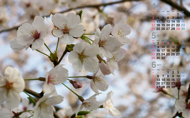 桜 壁紙 1280x800 カレンダー付 写真共有サイト フォト蔵