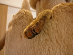c