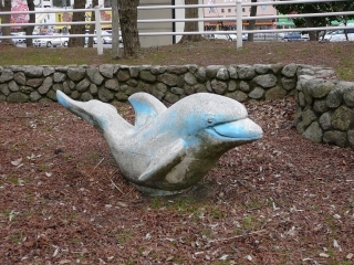 イルカ