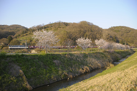 清音の桜と貨物列車