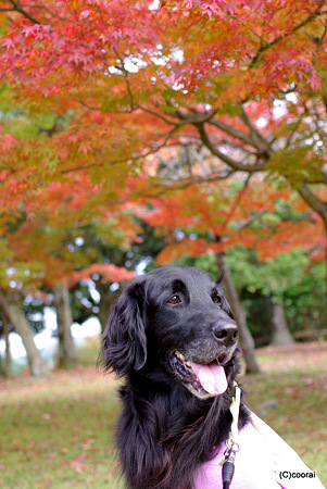 紅葉とスウィート