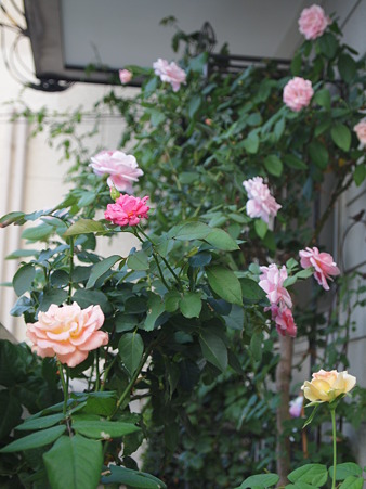 【2011年8月中旬】玄関周りのバラたち