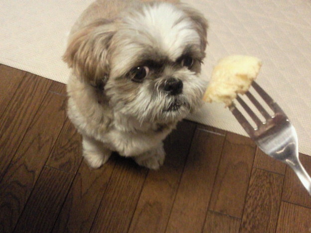 ホットケーキ食べてたら寄ってくる犬さん 甘いもの 肉 ちょっとだ 写真共有サイト フォト蔵