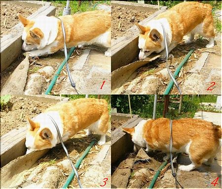 ほりほり