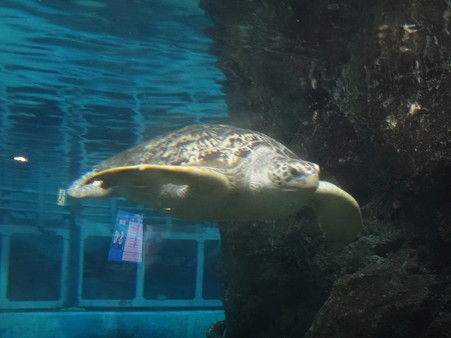 ウミガメ (1)