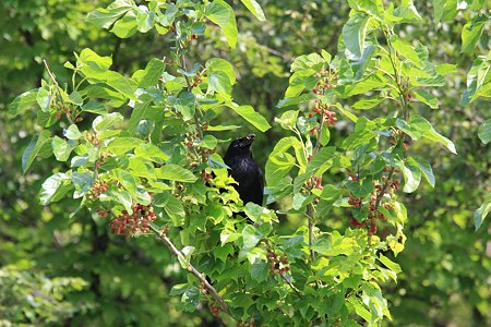 2012.05.26　和泉川　桑の木にカラス　啄む