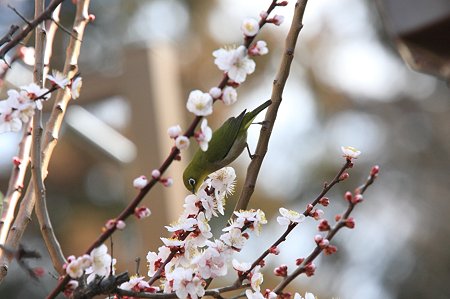 2011.03.16　和泉川　メジロ