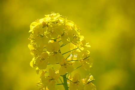 2011.03.25　浜離宮　菜の花畑