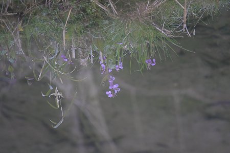 2011.04.02　和泉川　水面に映るハナダイコン