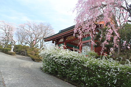 金剛力士門と桜