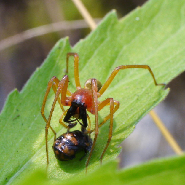 Photos: テントウムシの蛹を襲うカバキコマチグモ
