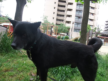 前日に