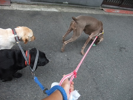 なんぼ力コブのあるあたしでもさすがにキツイわ