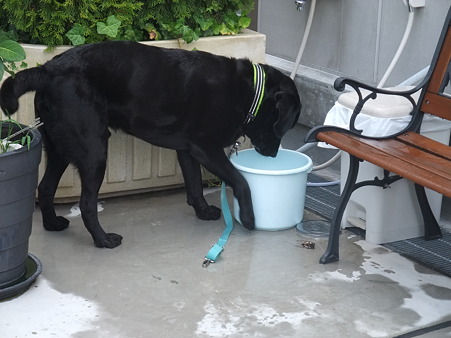 水入りバケツ見ると