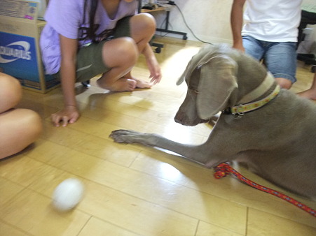 上手にボールで遊びます