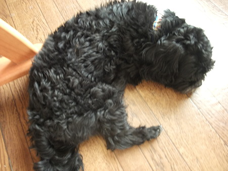 爽ちゃんはベッドナシ・・・
