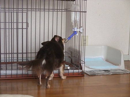 チョコの部屋