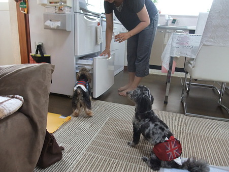 なんかくれるの?
