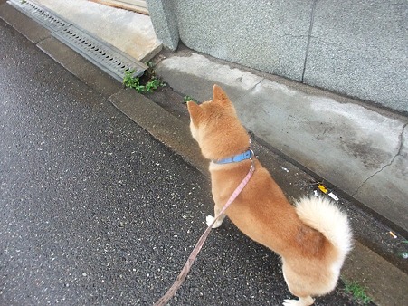 歩くぞ、歩くぞ!