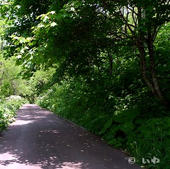 歩きやすい P1050643.jpg