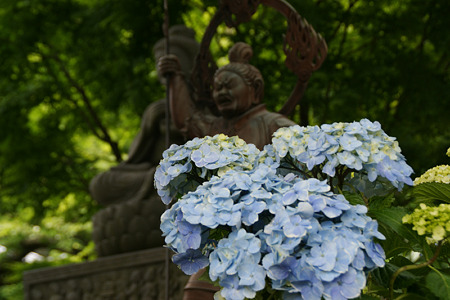 紫陽花と四天王!(100605)