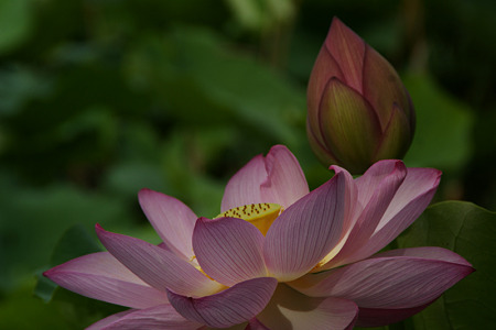 蓮の花と蕾!(110718)