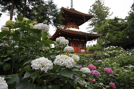 久米寺 - 23