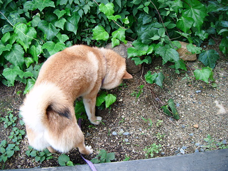 2010_07040011