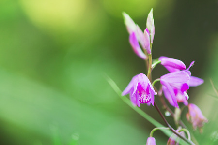知ってる花