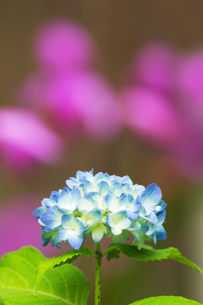 紫陽花