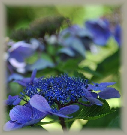がく紫陽花
