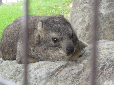 ハイラックス