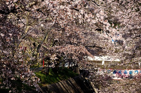 1004081646_DSC_2666