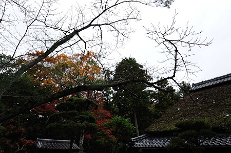1011231126_DSC_4469