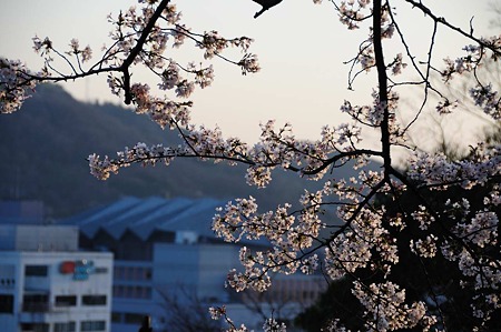 1104121801_DSC_5032