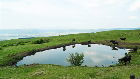 阿蘇の放牧風景(3)景色の良い所で美味しい草食べてます