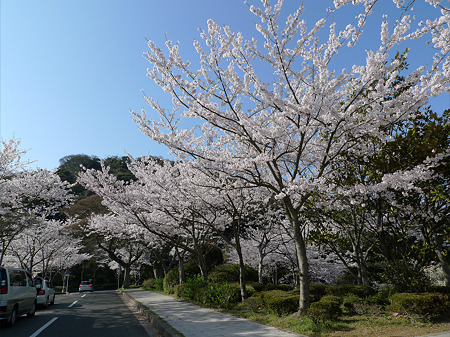 めかり公園の桜(1)