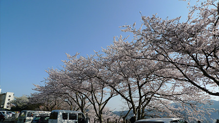 めかり公園の桜(8)