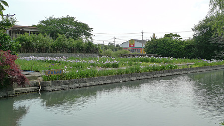 柳川~椛島菖蒲園(1)