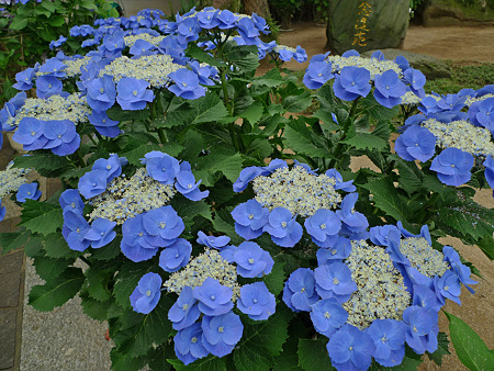 筥崎宮~紫陽花園(3)