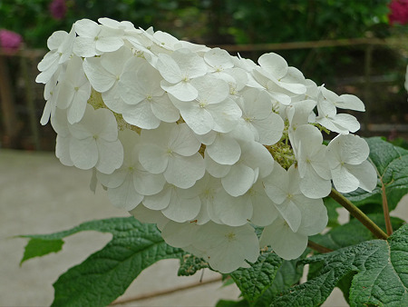 筥崎宮~紫陽花園(6)