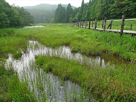 樫原湿原(11)