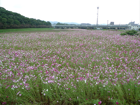 水城跡(1)コスモス畑